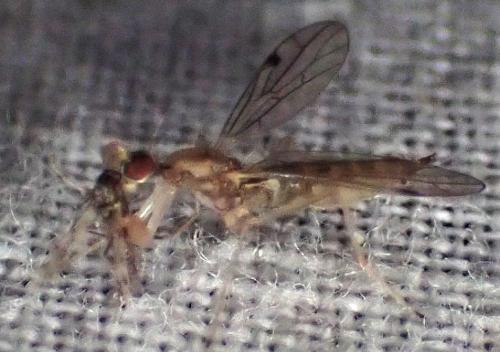 Chelifera sp.